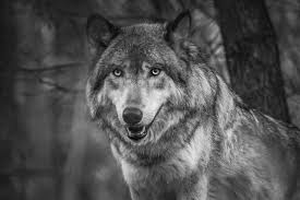 wolf2