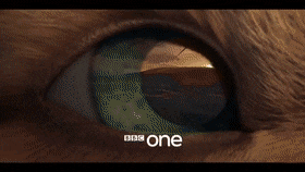 CooperativeWearyFirecrest-max-1mb